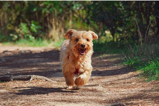 Dog Poop Pickup in Manchester Michigan