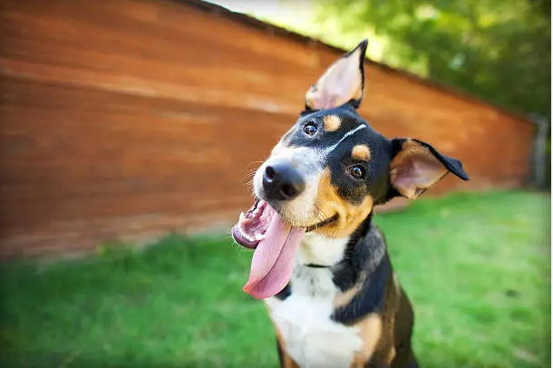 Dog Poop Pickup in Manchester Michigan