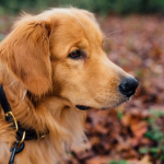 Dog Poop Pickup in Manchester Michigan